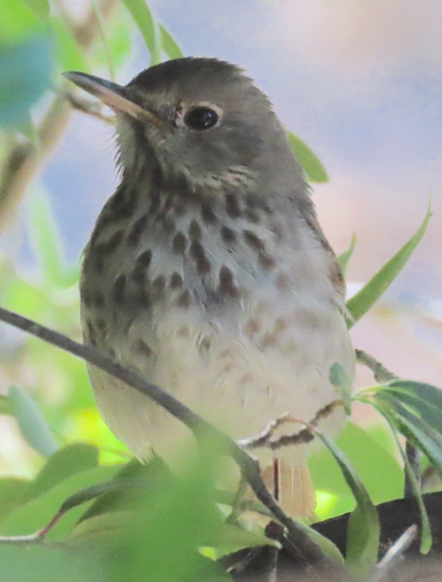 Hermit Thrush - ML618619896