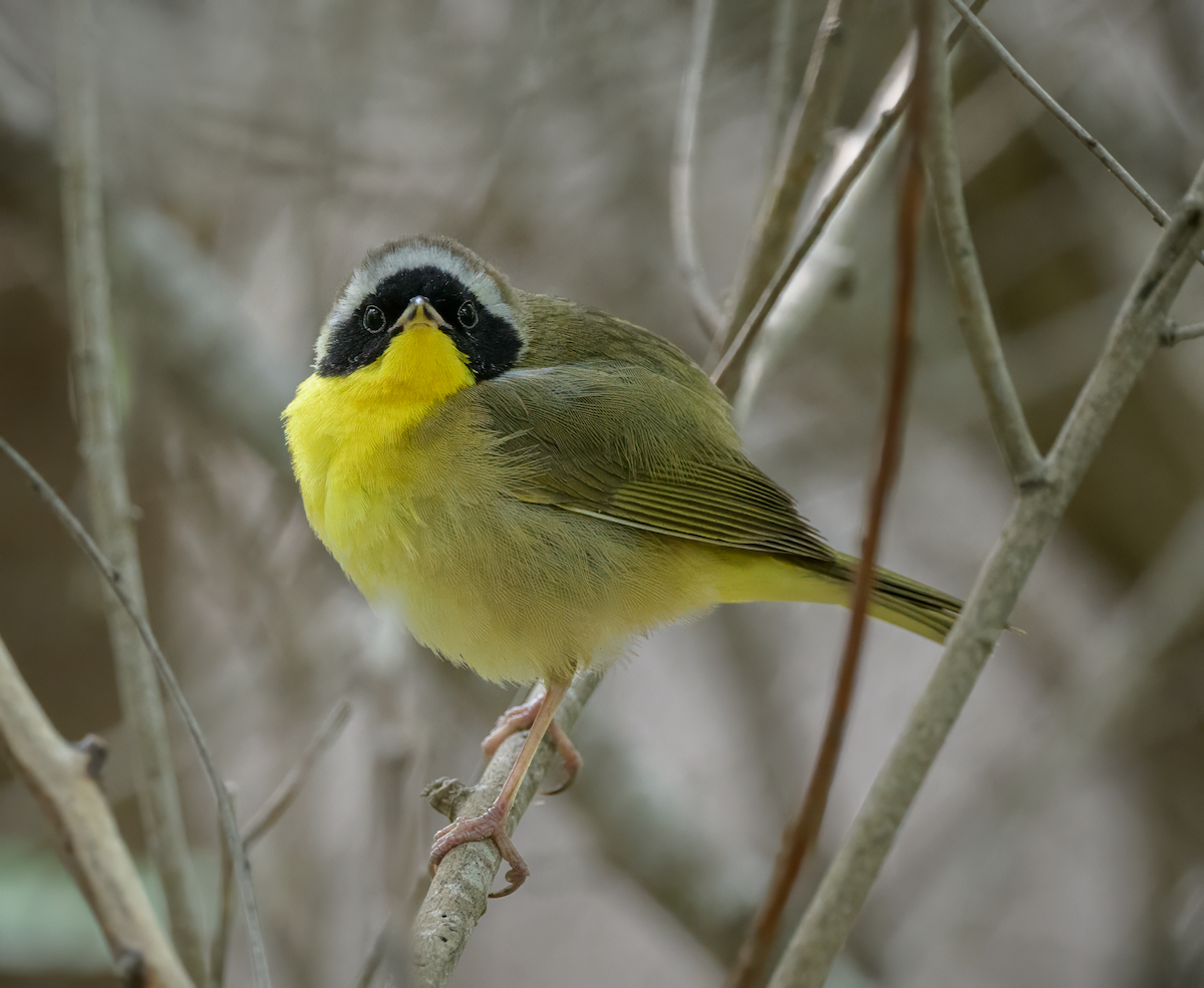 Common Yellowthroat - Frank Farese