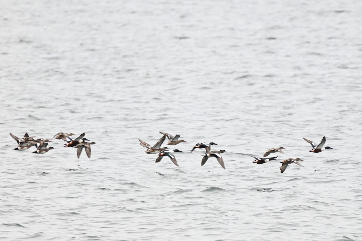 Northern Shoveler - ML618619911