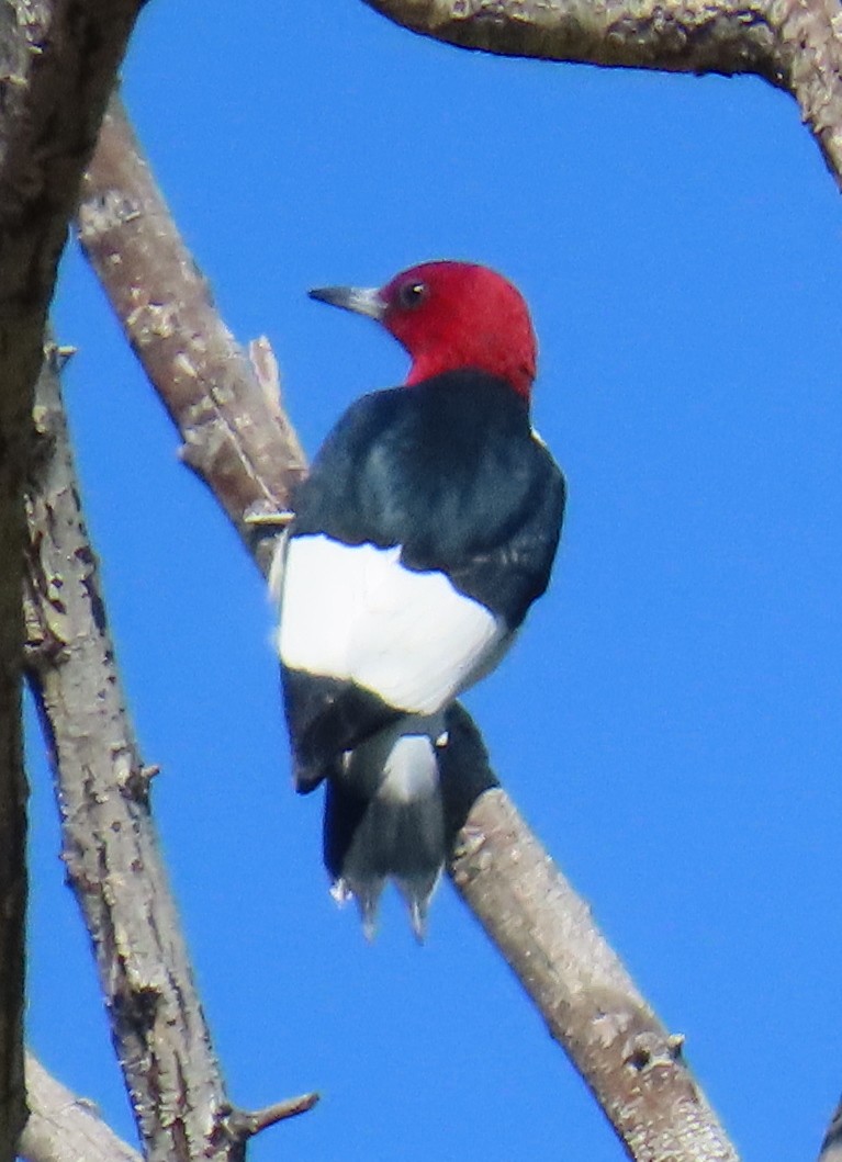 Pic à tête rouge - ML618619920