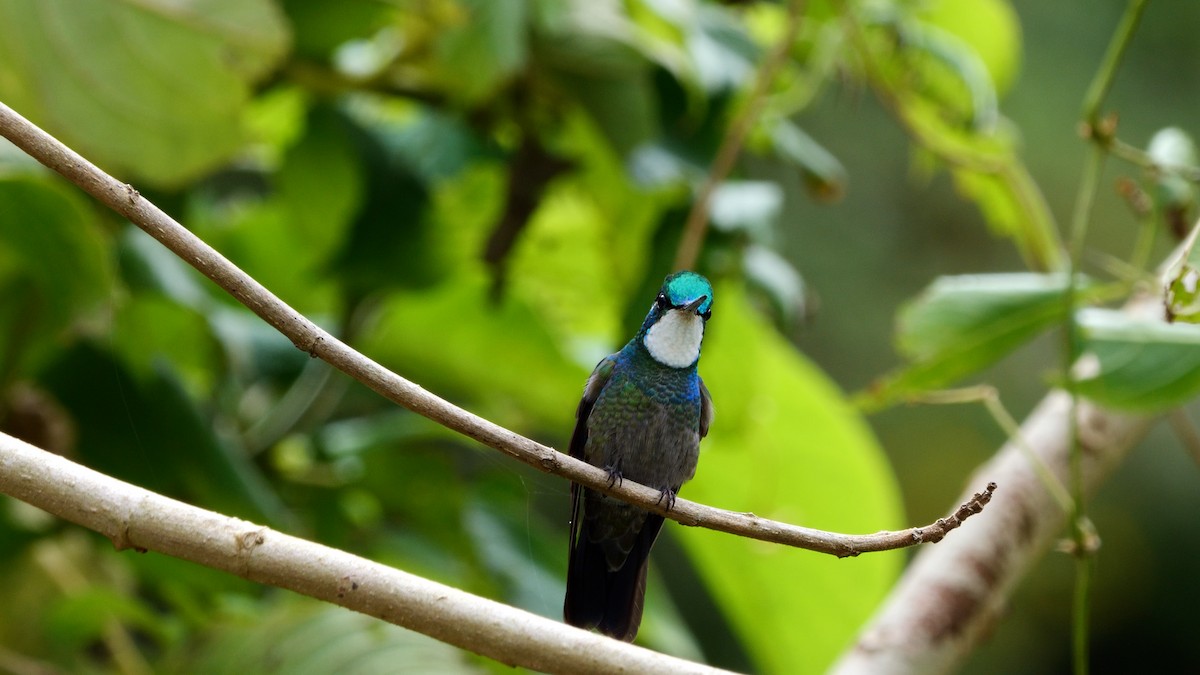 Colibri à ventre châtain - ML618619933