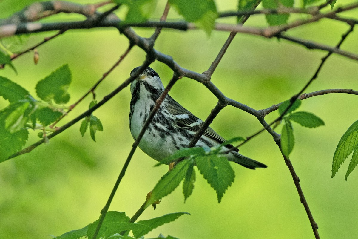 Paruline rayée - ML618619964