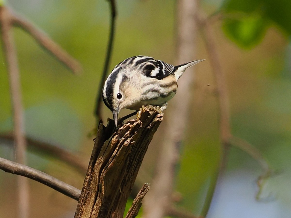 Black-and-white Warbler - ML618619974
