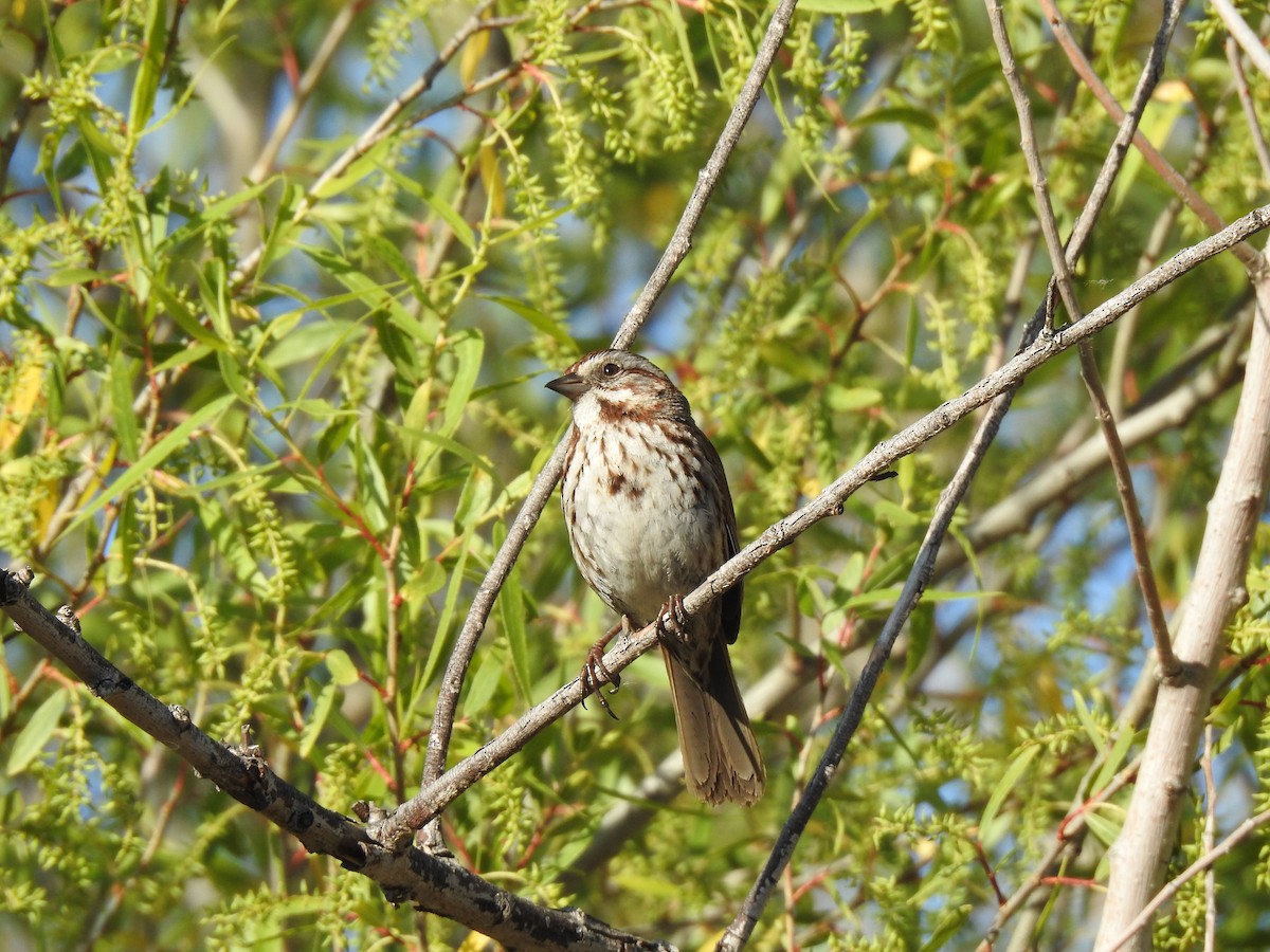 Song Sparrow - Mary Forrestal