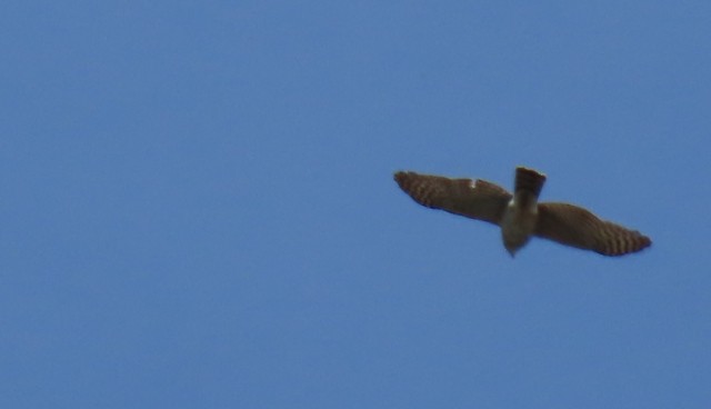 American Goshawk - ML618619984