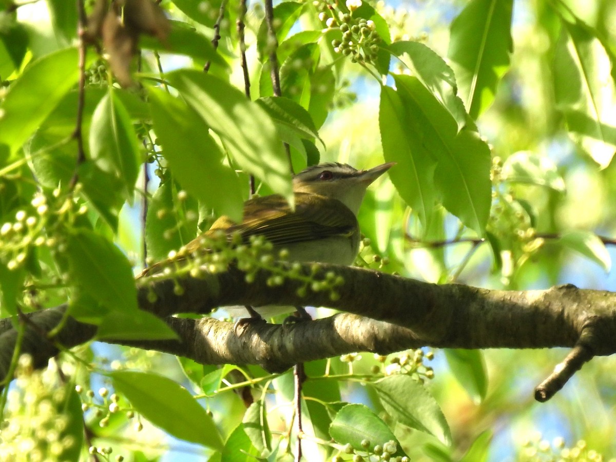 Red-eyed Vireo - Patricia and Richard Williams