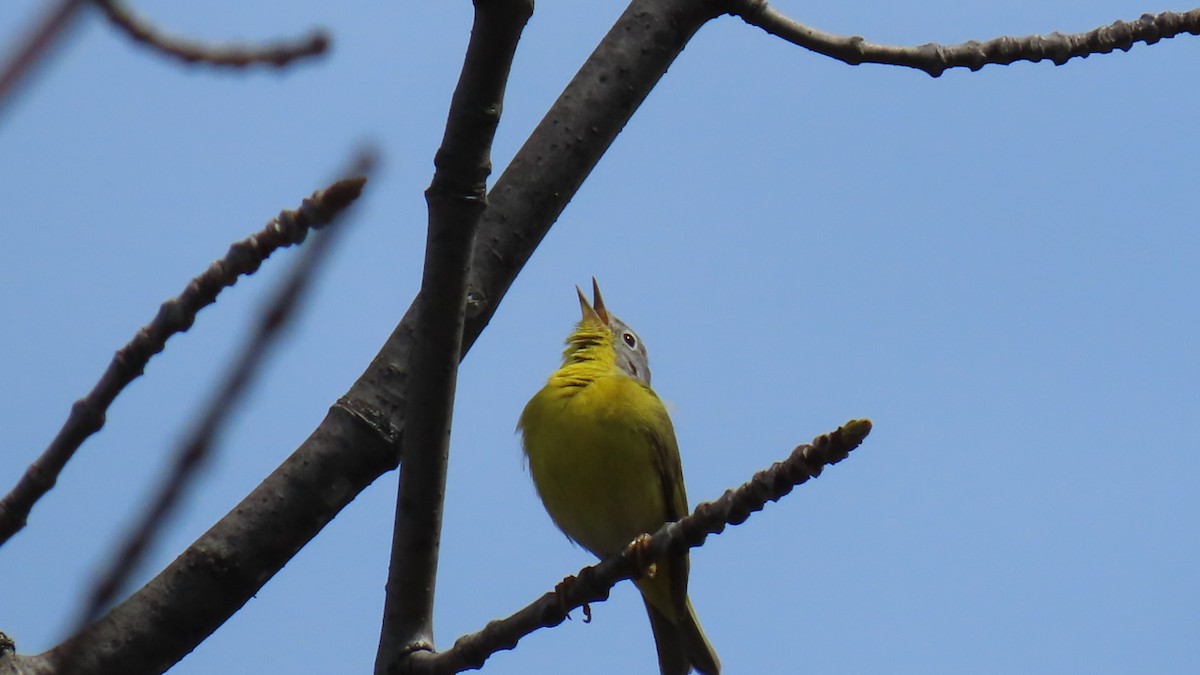 Nashville Warbler (ruficapilla) - ML618620009