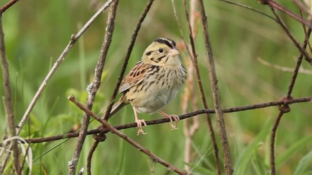 Henslow's Sparrow - ML618620034