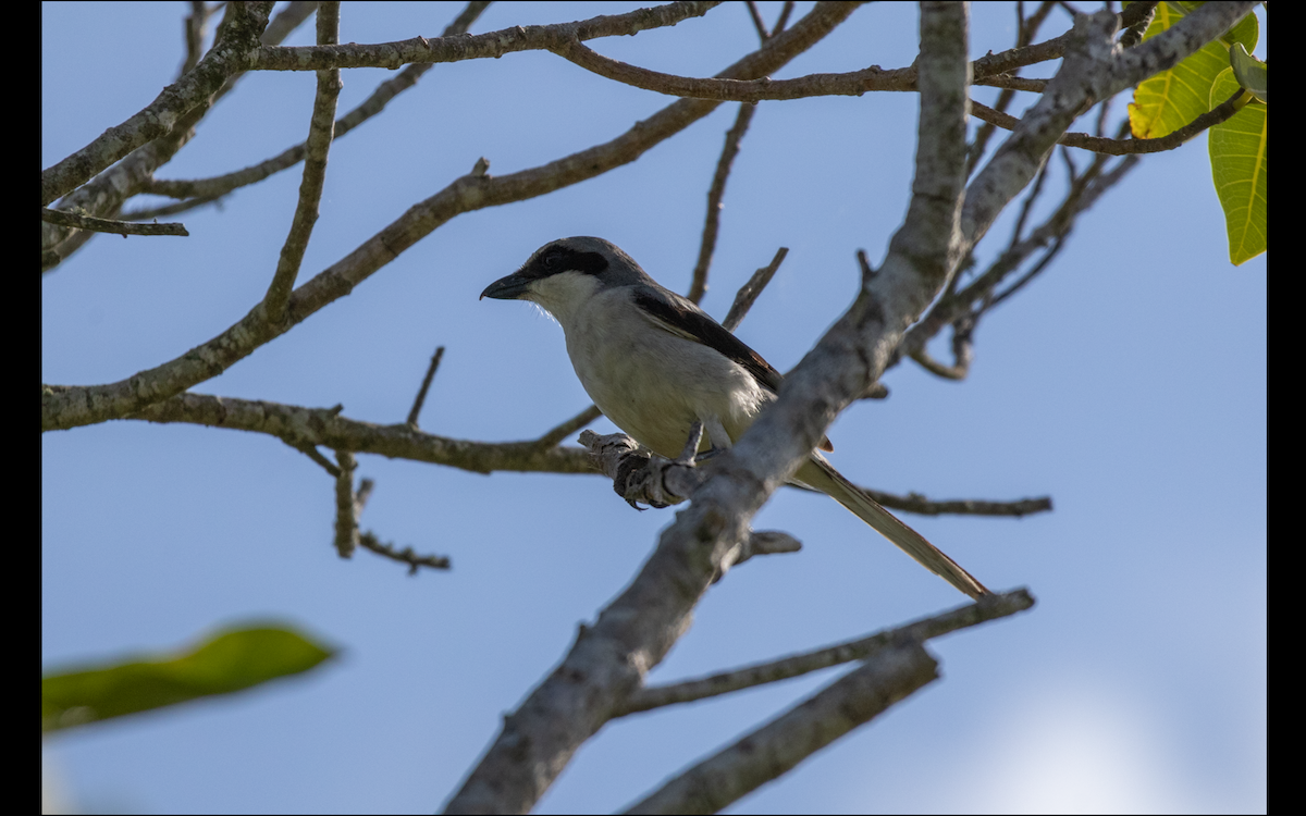 Loggerhead Shrike - ML618620036