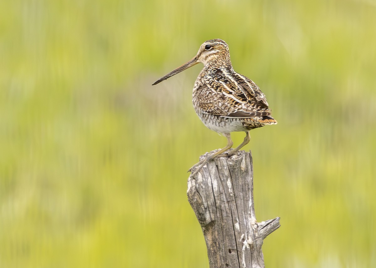 Wilson's Snipe - Lothair Pendleton