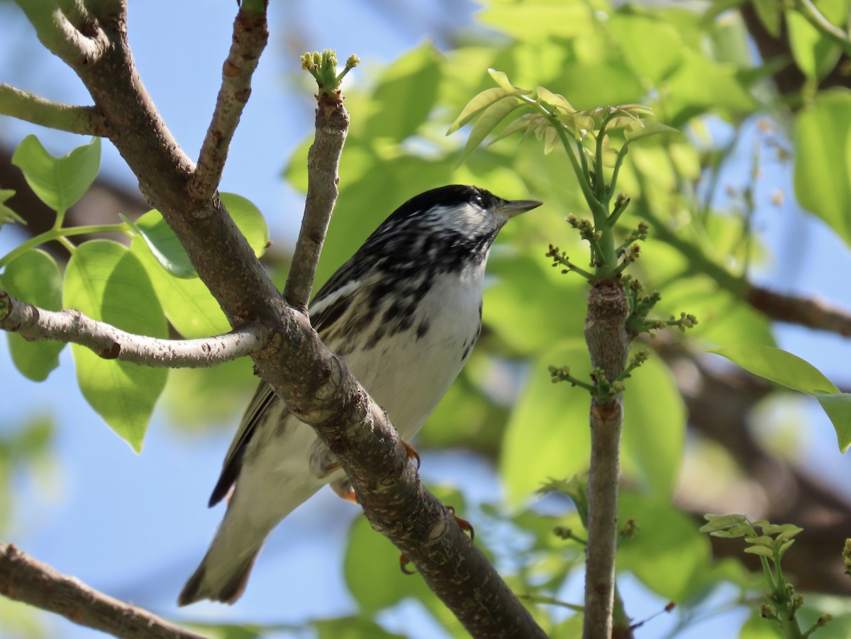 Blackpoll Warbler - Roy Netherton