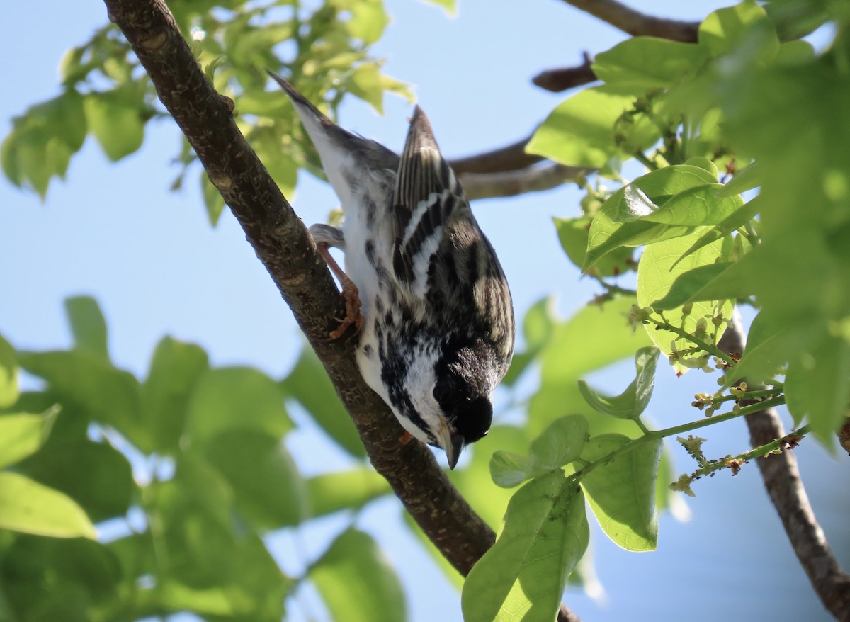 Blackpoll Warbler - ML618620053