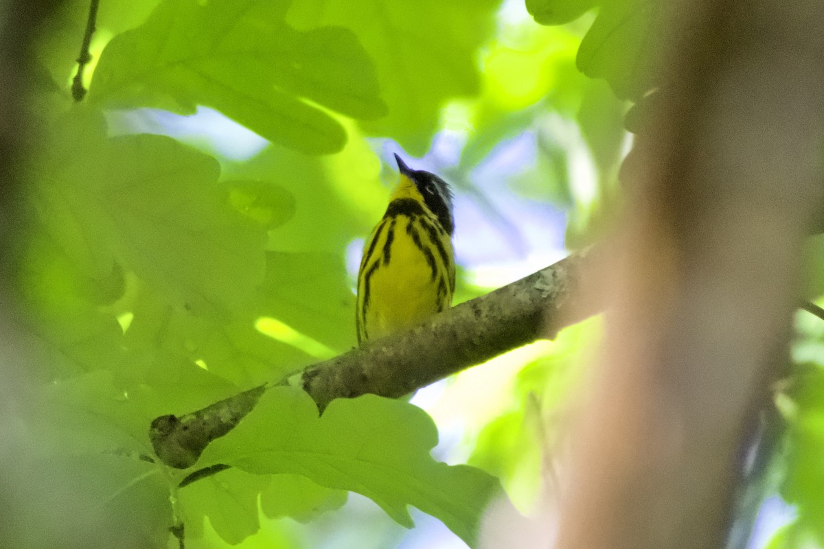 Magnolia Warbler - ML618620056