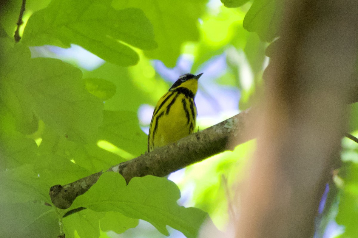 Magnolia Warbler - ML618620057