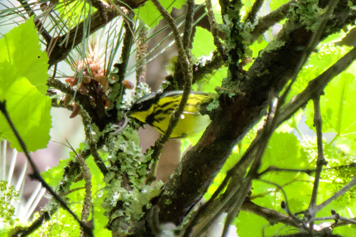 Magnolia Warbler - Jin Bai