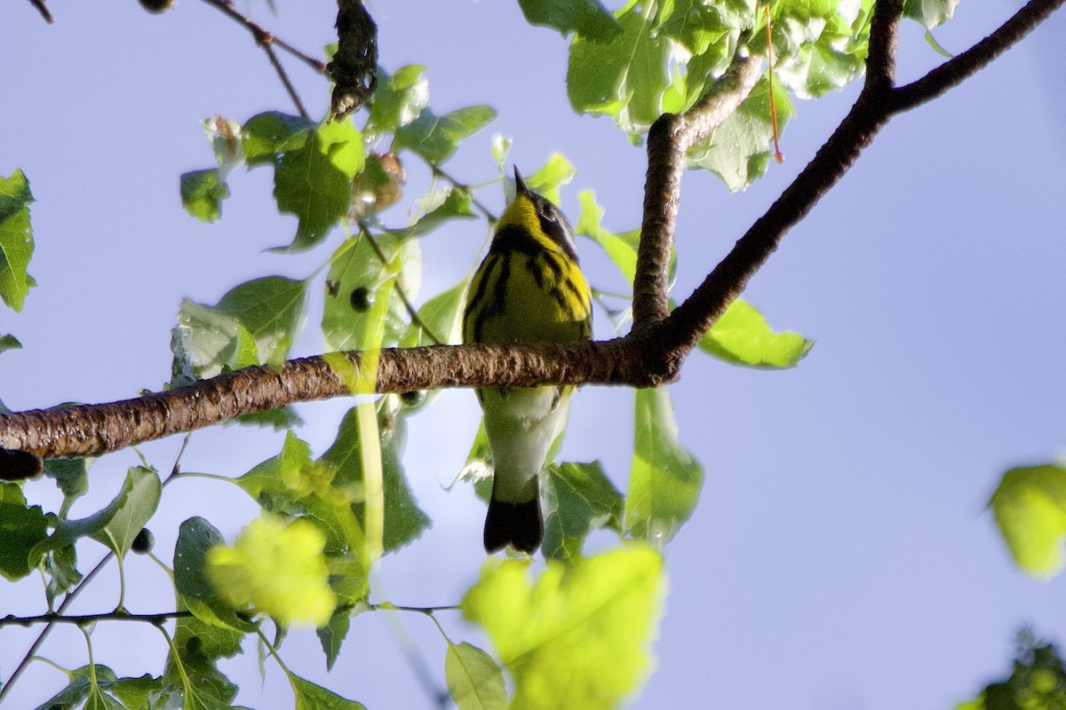 Magnolia Warbler - ML618620059