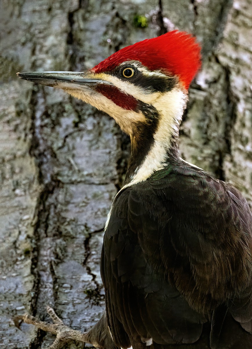 Pileated Woodpecker - ML618620084