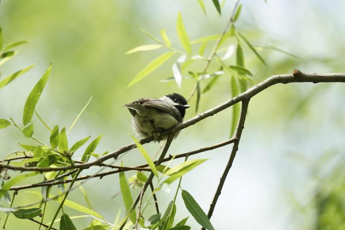 sýkora karolínská - ML618620088