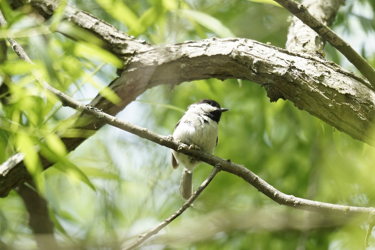 Carolina Chickadee - ML618620089