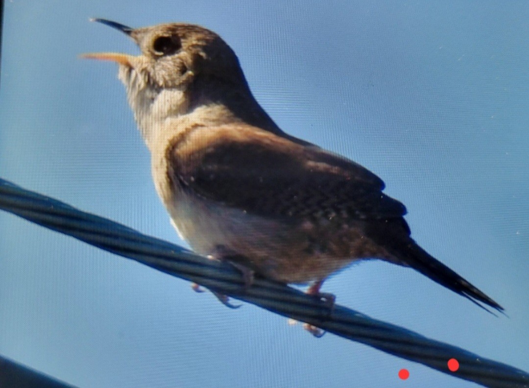 House Wren (Northern) - Dan Furbish