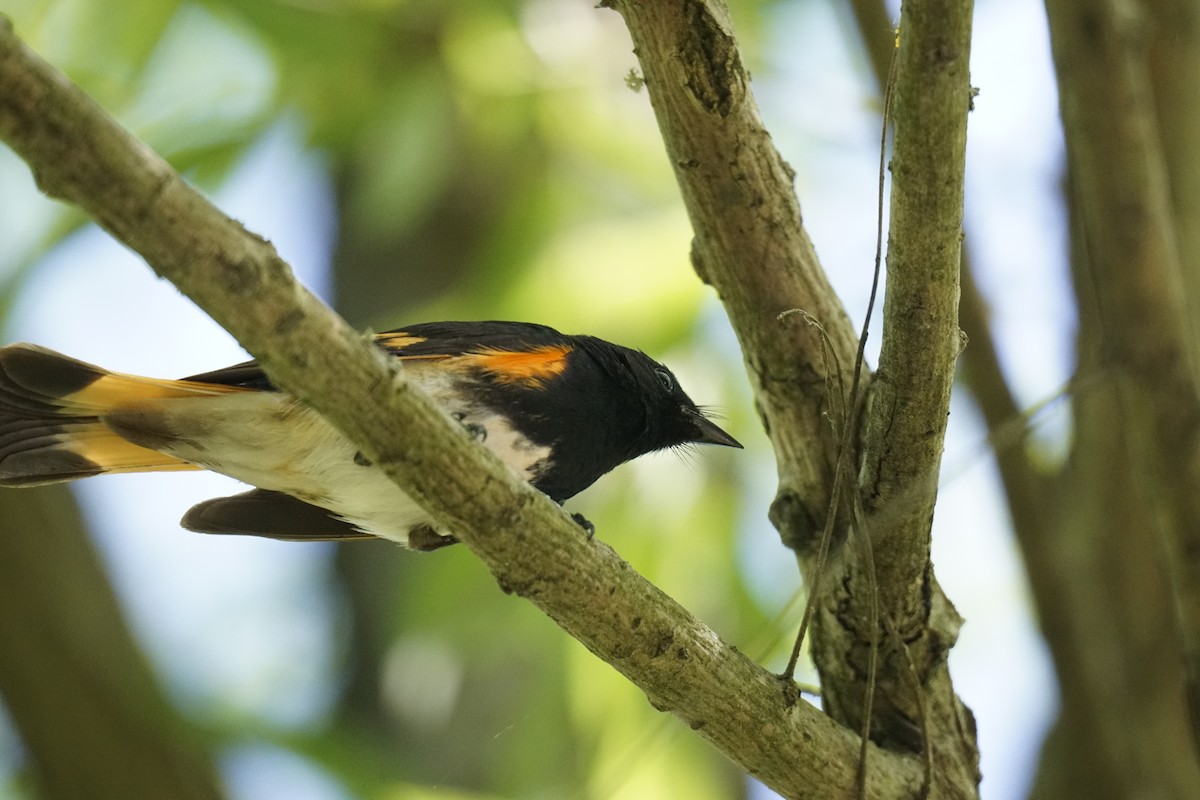 American Redstart - ML618620113