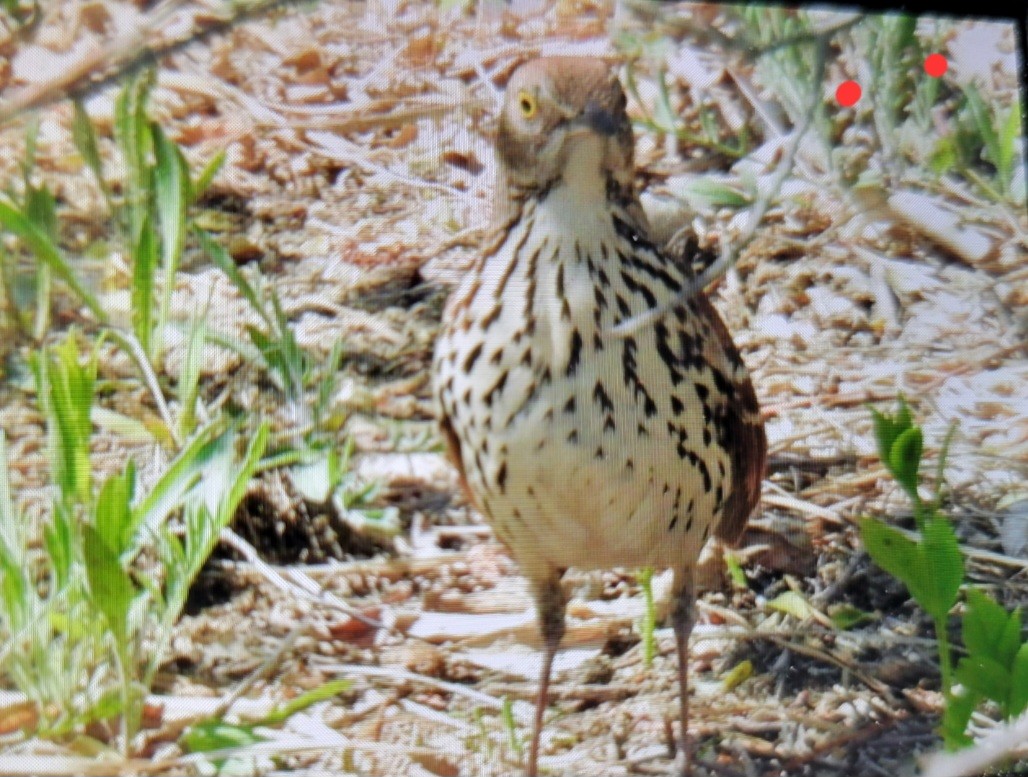 Brown Thrasher - Dan Furbish