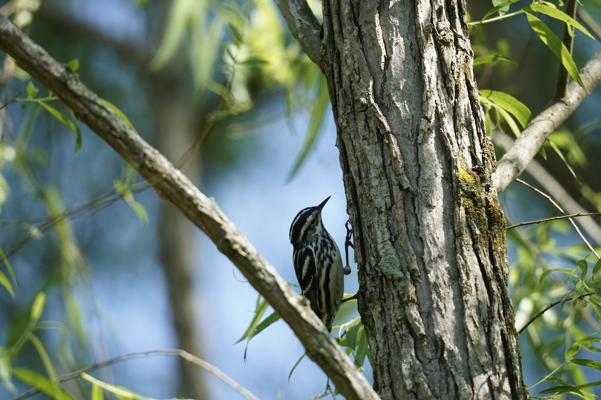 Black-and-white Warbler - Austin Jones