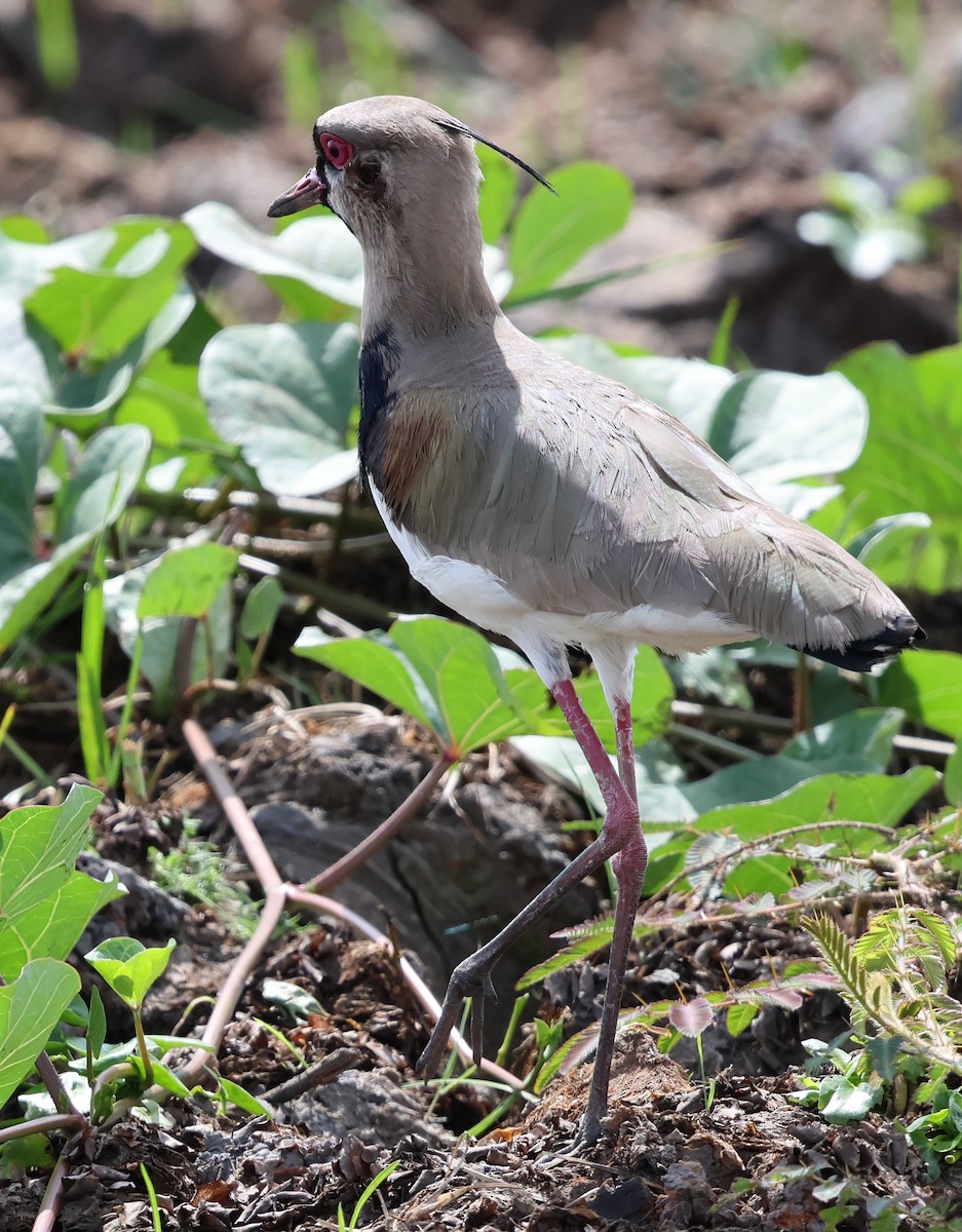 Southern Lapwing - ML618620141