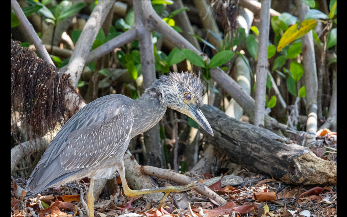 Yellow-crowned Night Heron - ML618620142