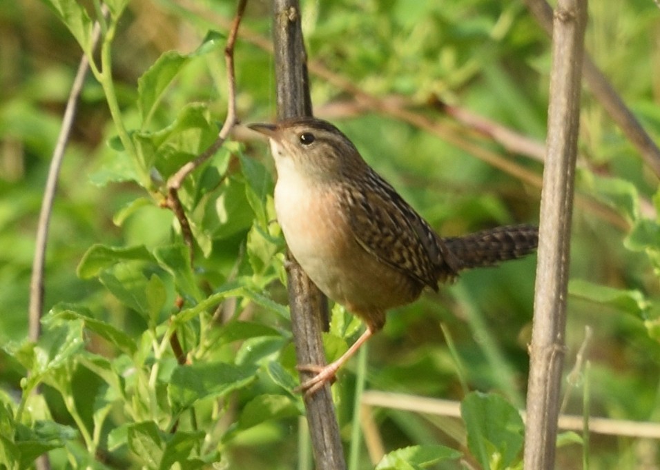 Sedge Wren - ML618620163