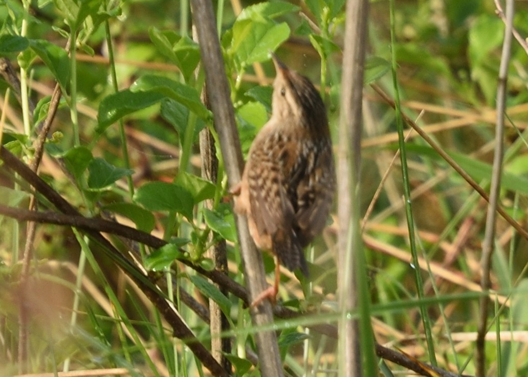 Sedge Wren - Guy Babineau