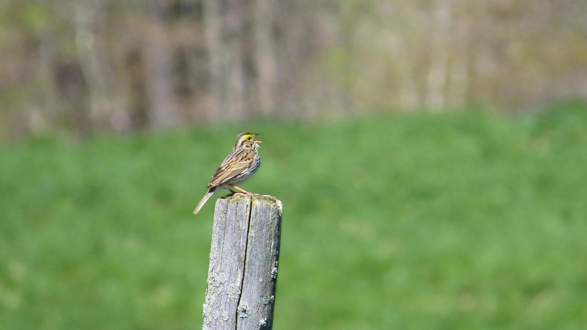 Savannah Sparrow - ML618620195