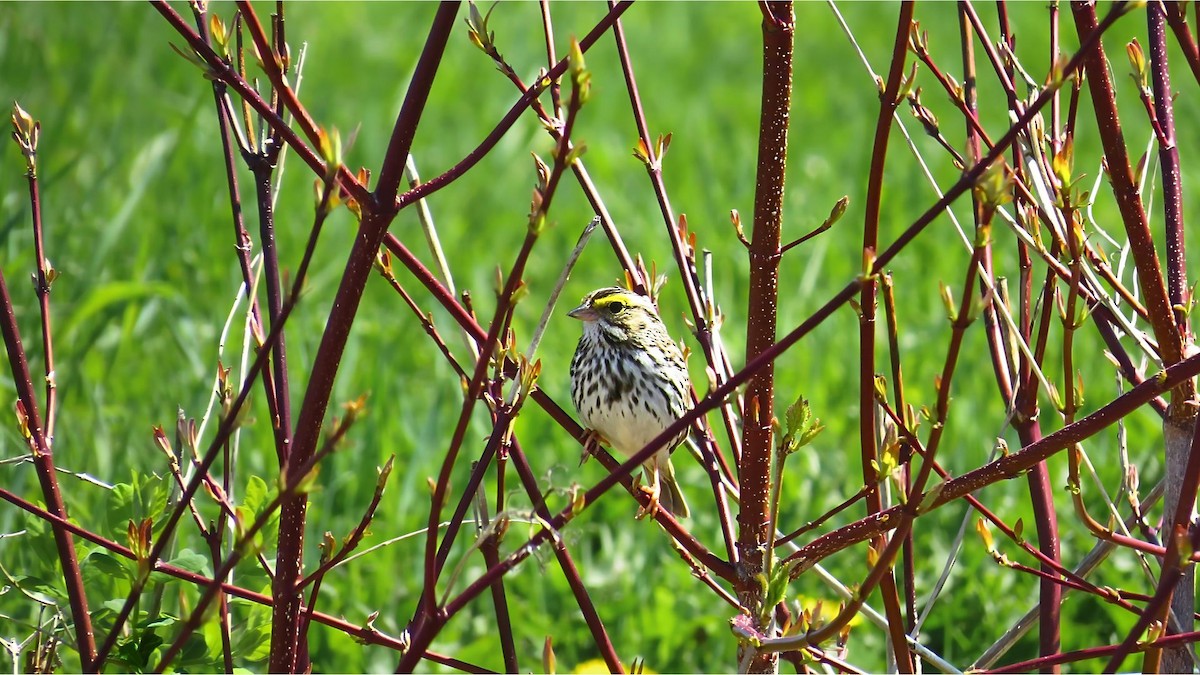 Savannah Sparrow - Ian Lynch