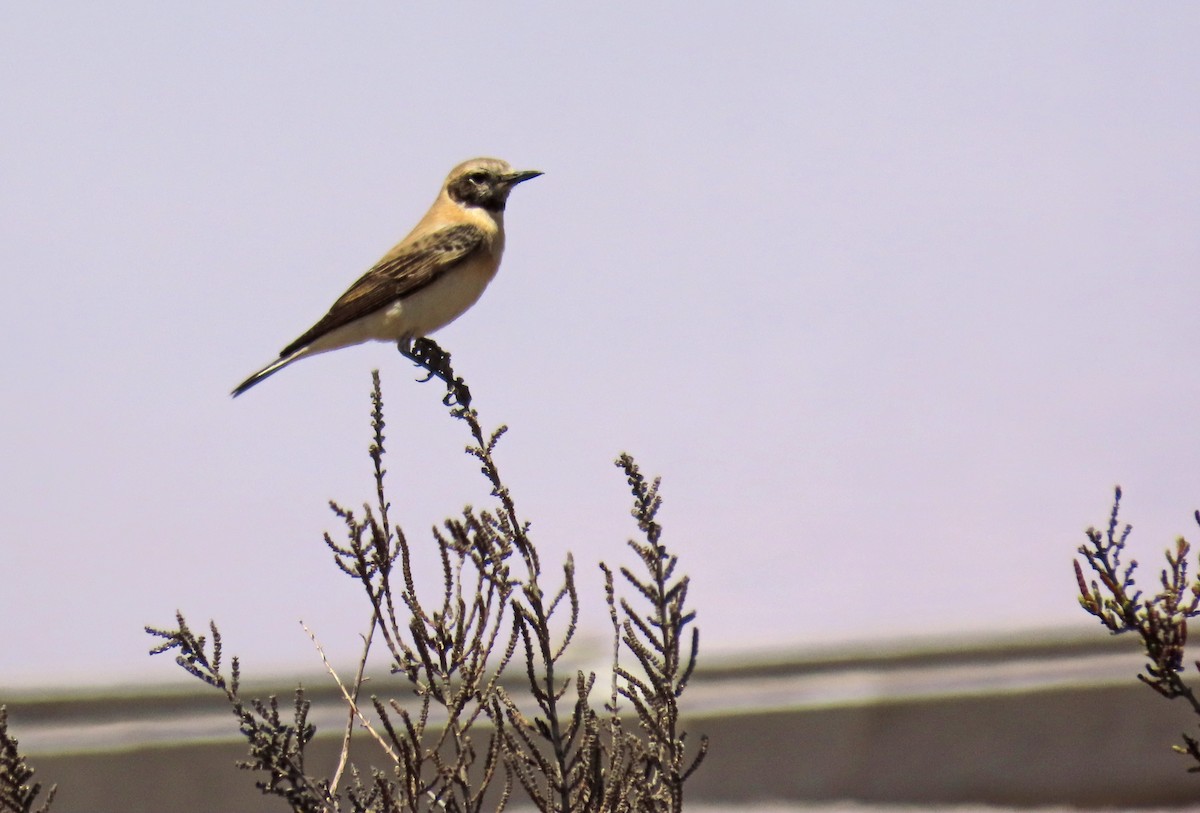 Western Black-eared Wheatear - ML618620215