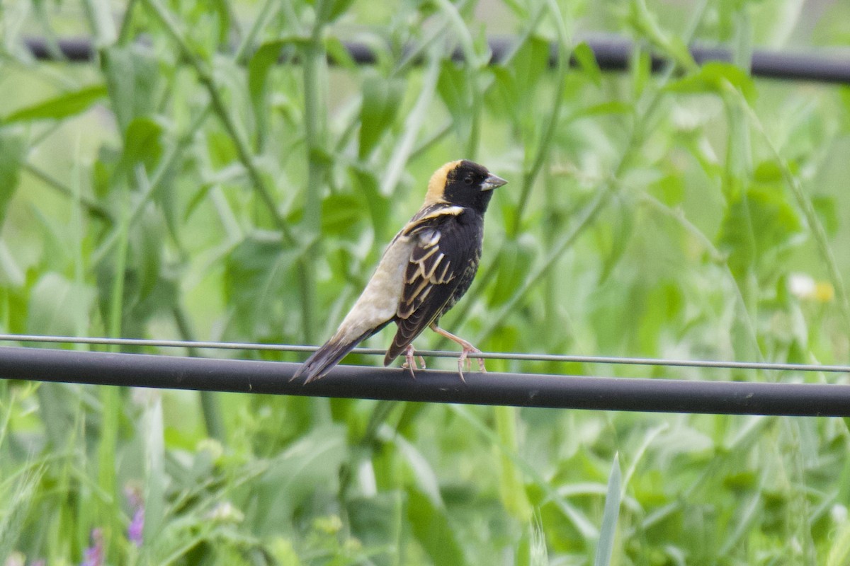 bobolink americký - ML618620234