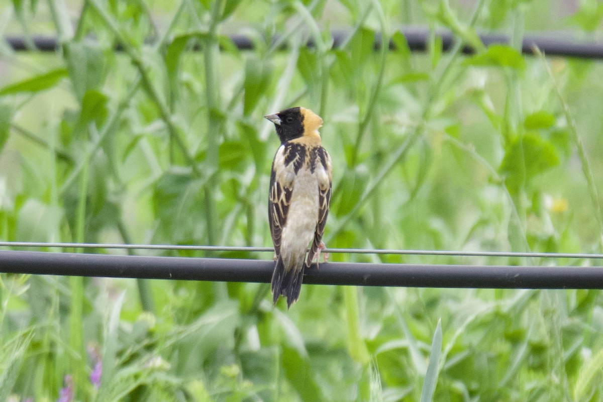 bobolink americký - ML618620235