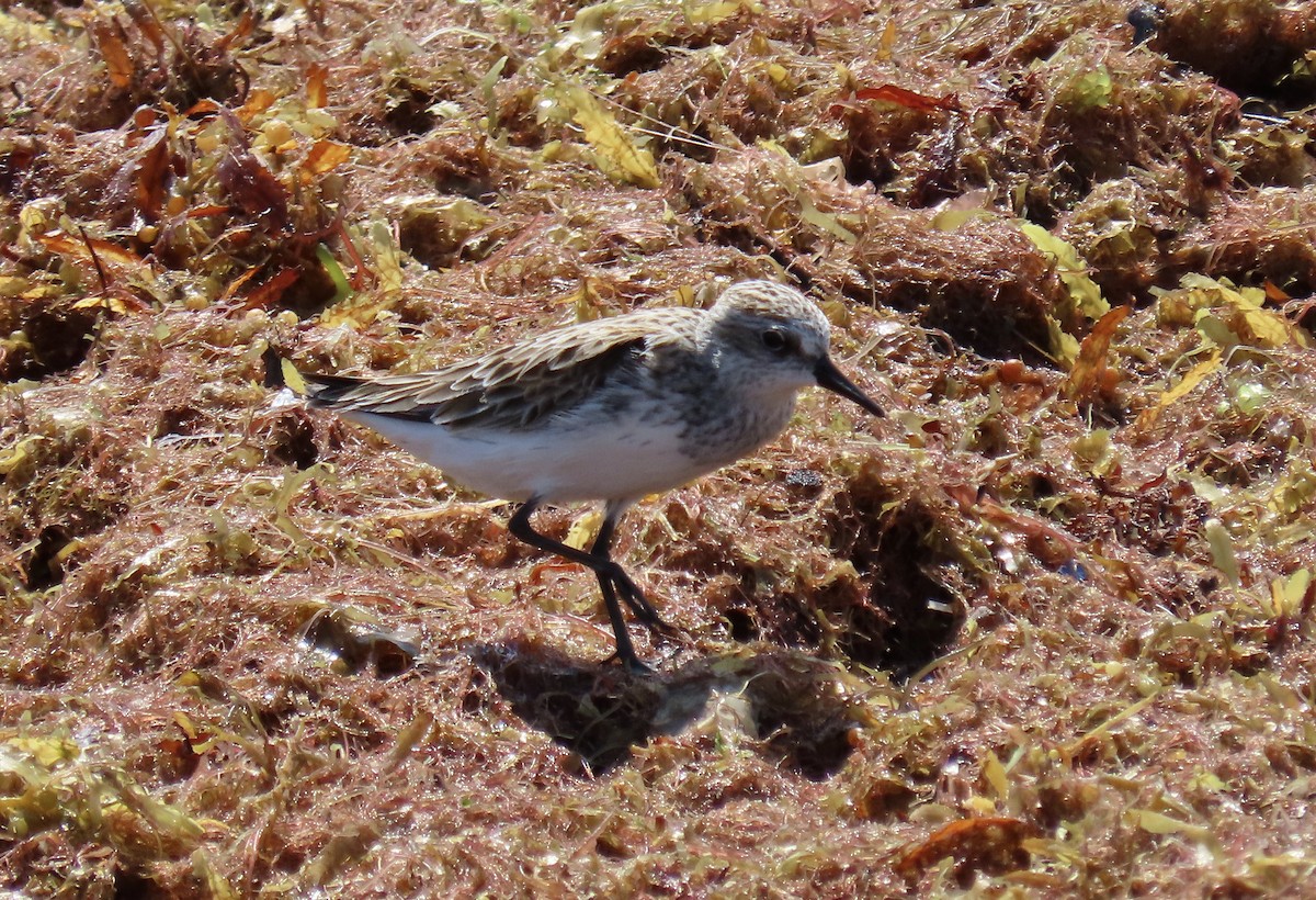 Semipalmated Sandpiper - ML618620240