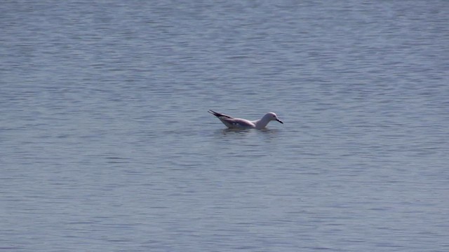 Slender-billed Gull - ML618620269