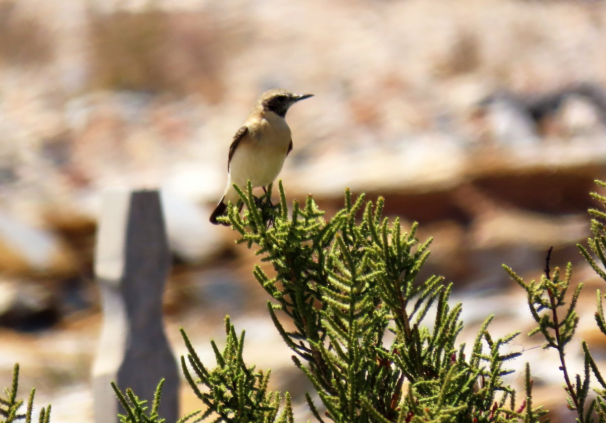 Western Black-eared Wheatear - ML618620270