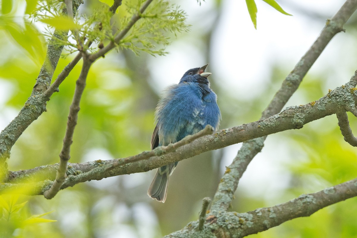 Indigo Bunting - ML618620281