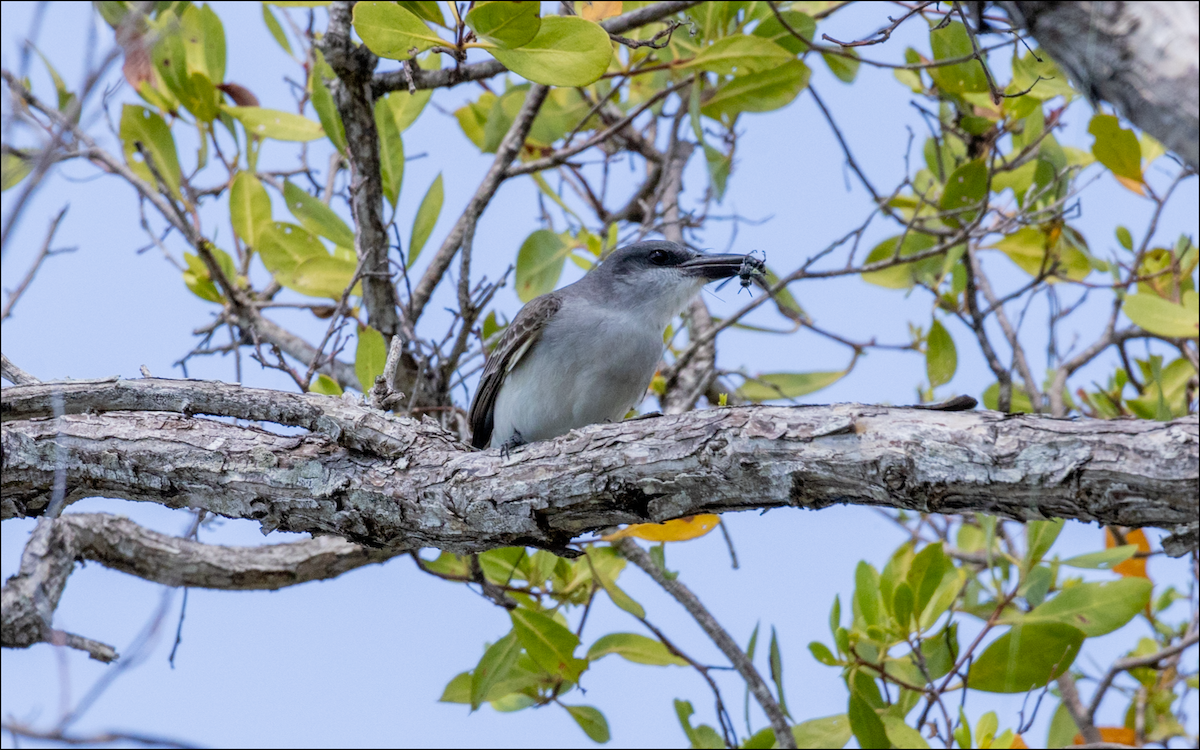 Gray Kingbird - ML618620308