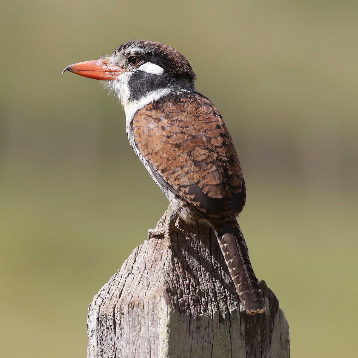 White-eared Puffbird - ML618620314