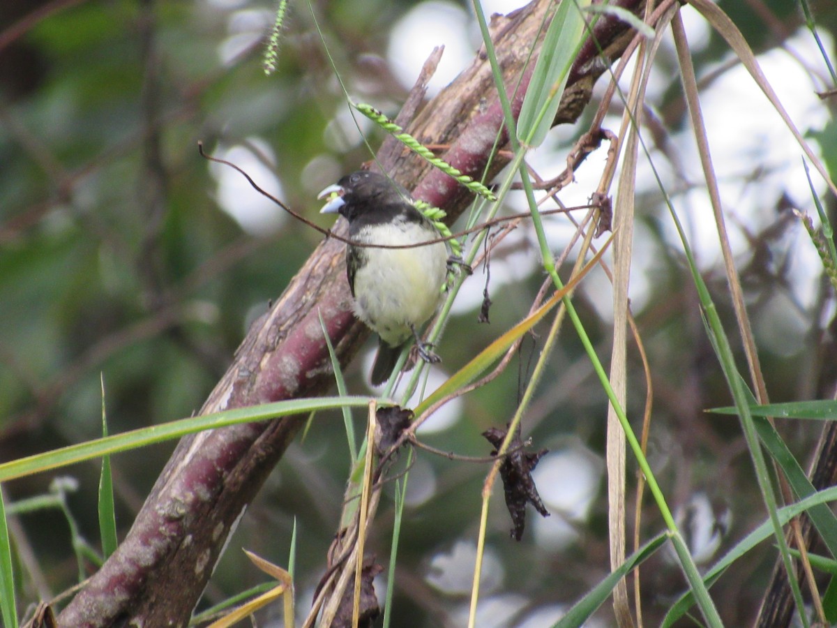Yellow-bellied Seedeater - ML618620323