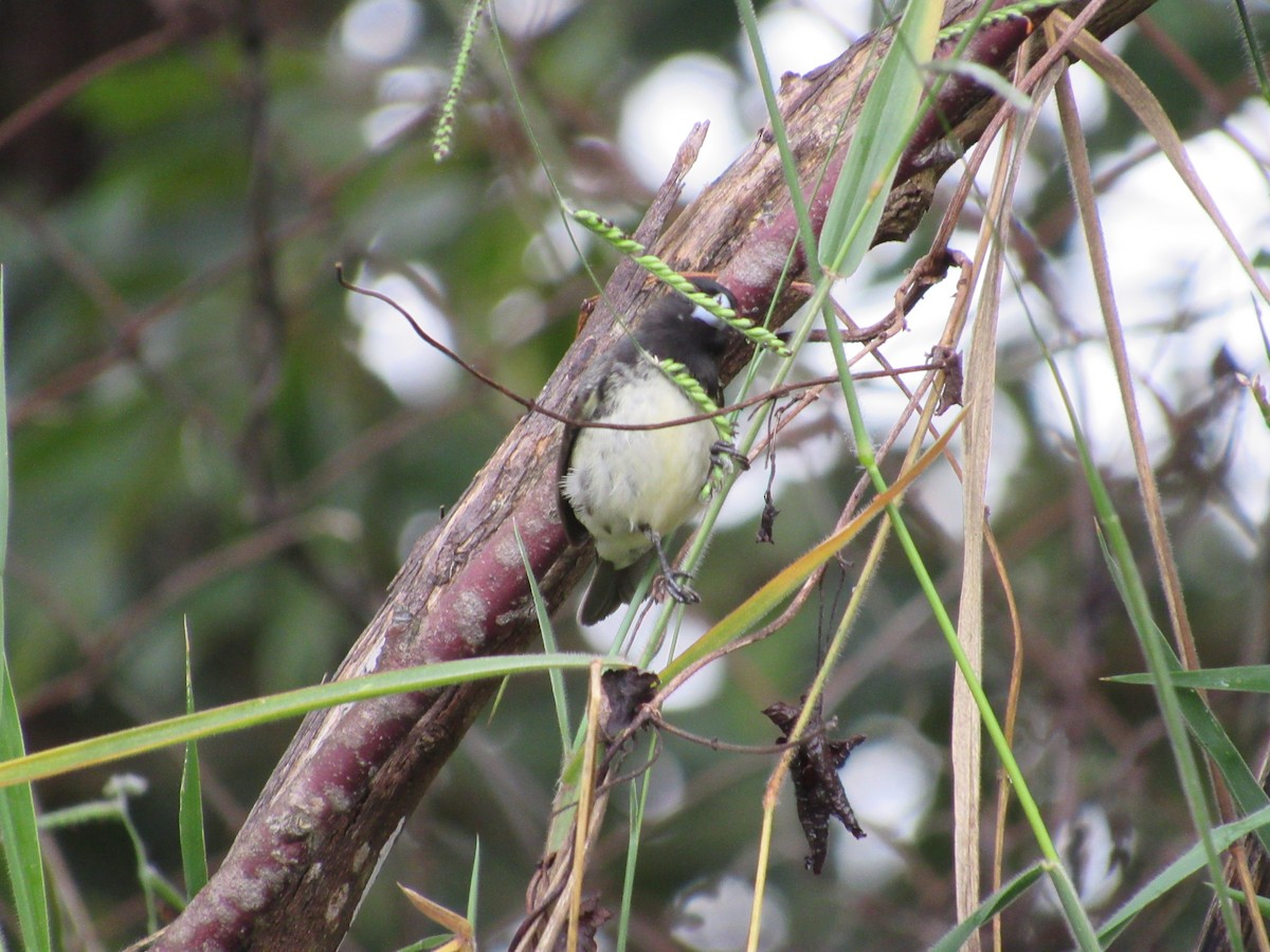 Yellow-bellied Seedeater - ML618620324