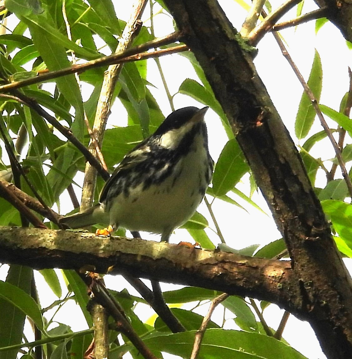 Paruline rayée - ML618620341