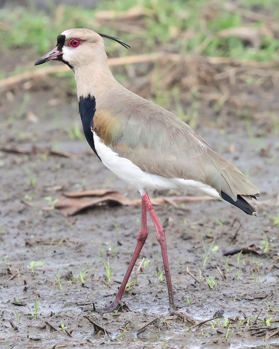 Southern Lapwing - ML618620346