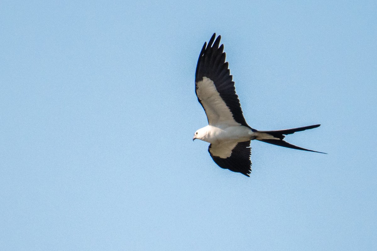 Swallow-tailed Kite - Dick Murray