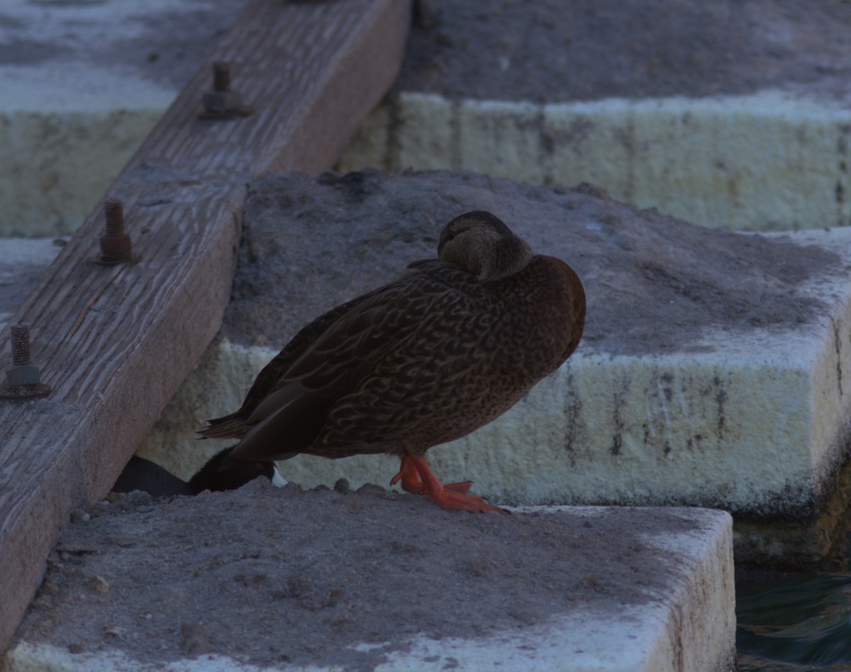 Mexican Duck - ML618620357