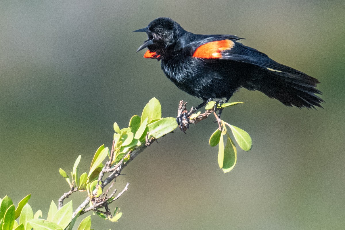 Red-winged Blackbird - Dick Murray