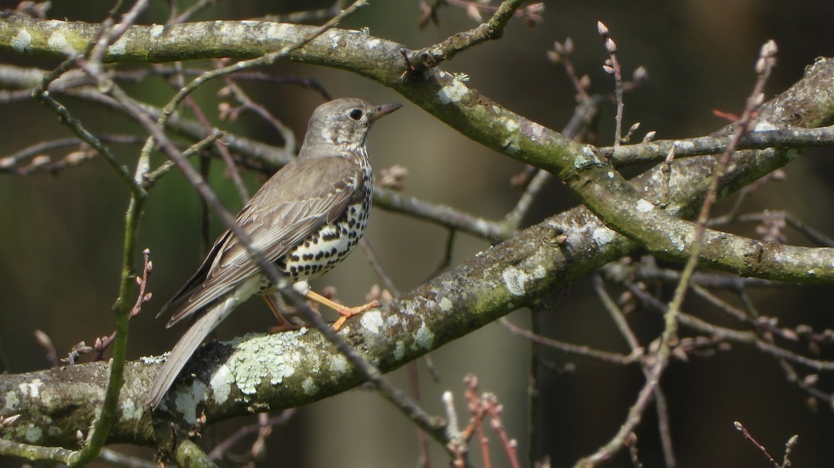 Mistle Thrush - ML618620366